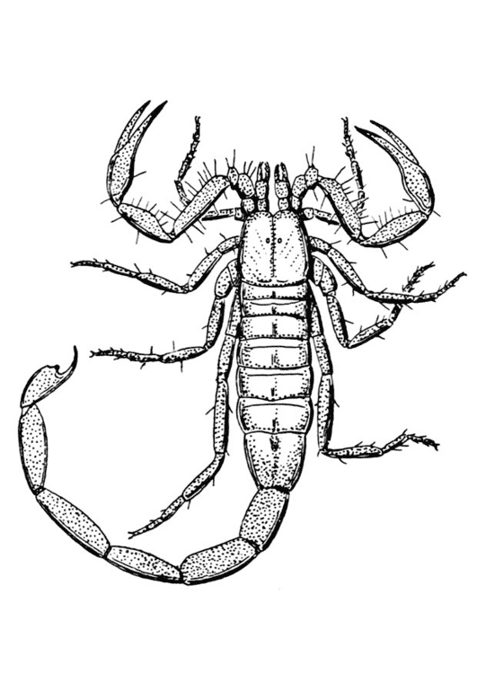 desene de colorat scorpion